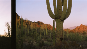 A still from the piece featuring a saguaro cactus during sunset in the Sonoran desert. 